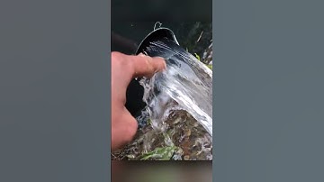 Laminar Flow Looks Like Magic ✨