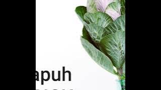 🛑 Opick - Rapuh (High Quality)