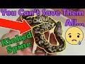 When and How to Euthanize a Snake