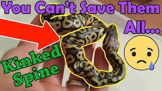 When and How to Euthanize a Snake