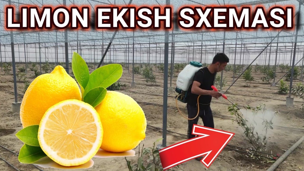 Yangi ekilgan LIMON koʻchatlariga ishlov berish. 3-mart, 2021