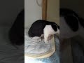 チニ子のお気に入り