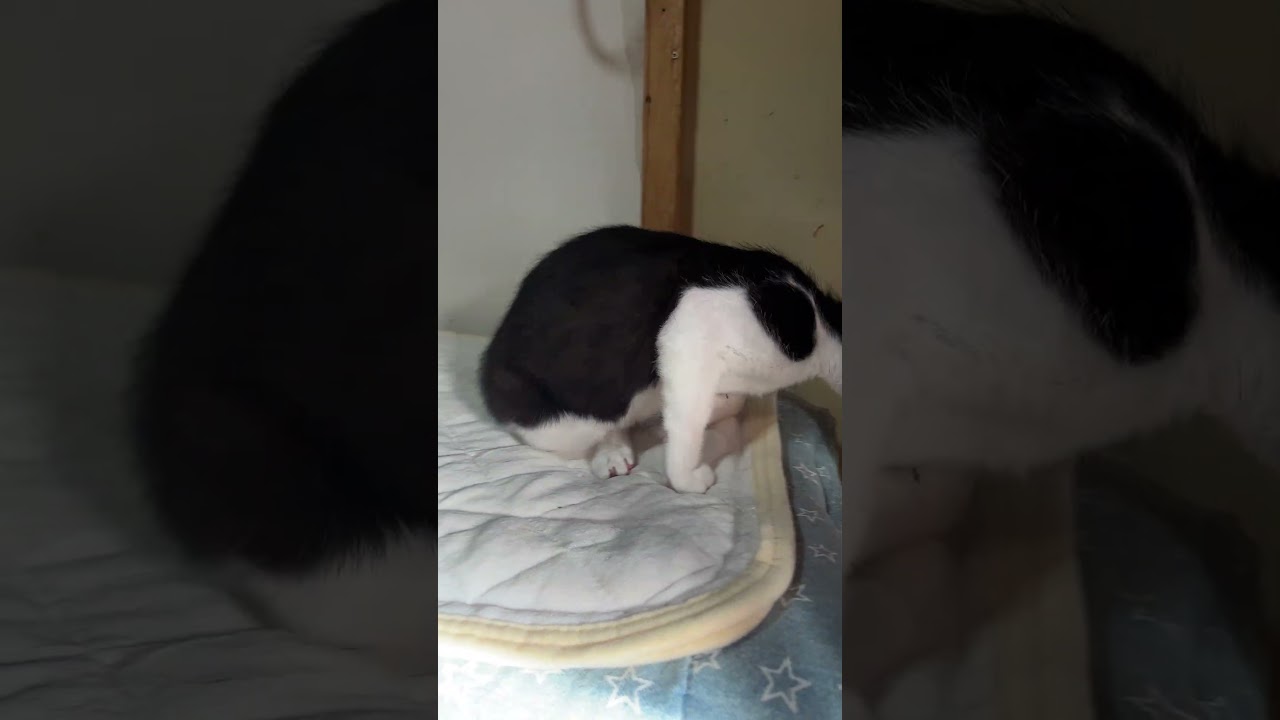 チニ子のお気に入り