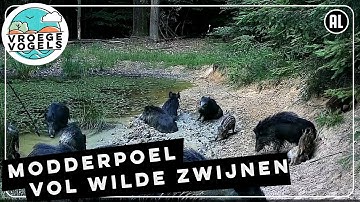 Grote groep wilde zwijnen rolt door de modder | Zelf Geschoten | Vroege Vogels