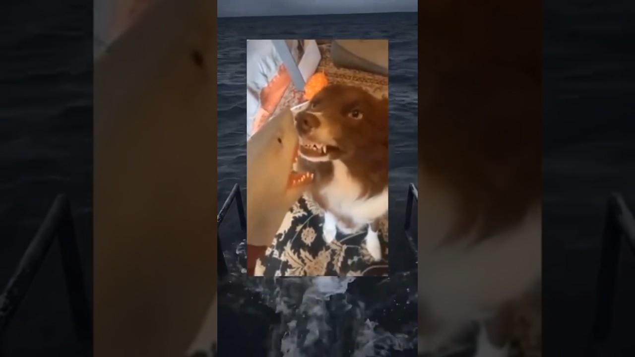 when you tease the dog 