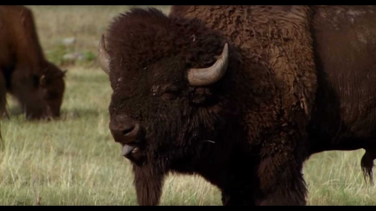 Ile Bizonów Zabił Buffalo Bill - Czyli Magia Dzikiego Zachodu