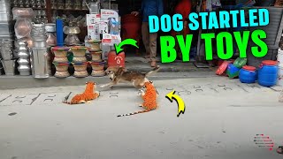 Street Dog Startled By Toy Tiger Prank