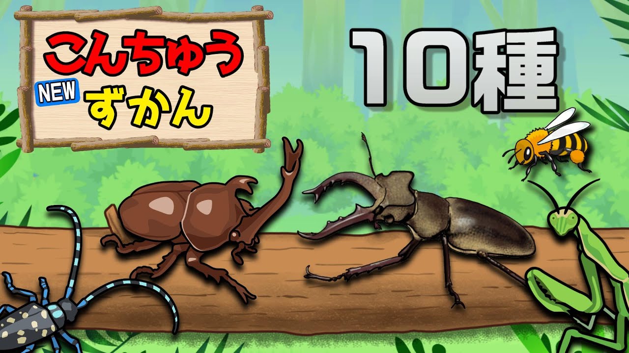 Animation for children] New! Insect encyclopedia ①〈Rhinoceros