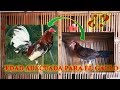 Que Edad Poner La Gallina Al Gallo? 🐓🐔