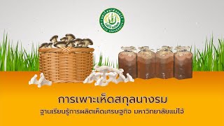 การเพาะเห็ดสกุลนางรม (ฐานเรียนรู้การผลิตเห็ดเศรษฐกิจ มหาวิทยาลัยแม่โจ้)