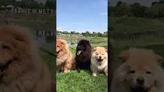 Chow chow family ?
