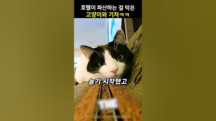 호텔이 파산하는 걸 막은 고양이와 기차ㅋㅋ
