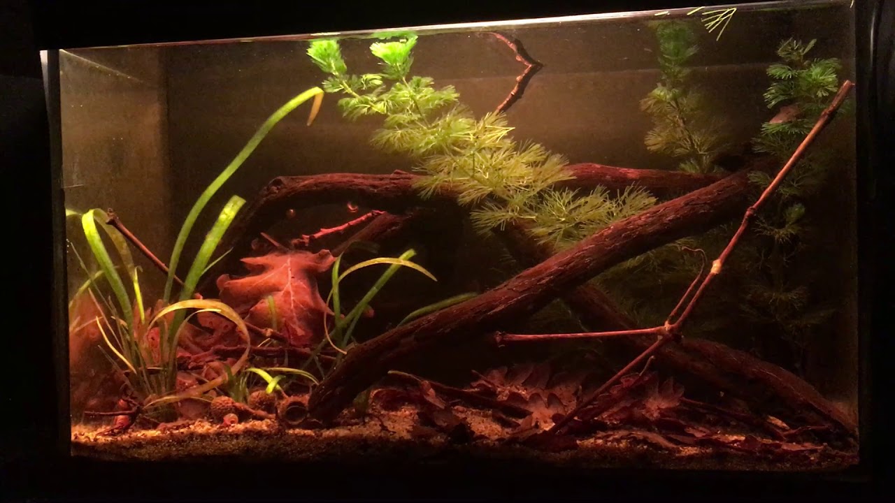 Rio Orinoco - Hemigrammus rhodostomus biotope, 30 L