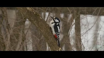 Wird es Frühling? Heimische Vögel - Erzgebirge Buntspecht Rotkehlchen Amsel Buchfink Heckenbraunelle