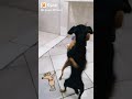 Danando forr cachorrada  rir animais danando cachorro dog shorts youtube