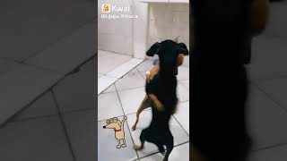 Dançando forró, Cachorrada 🐶🥰 #rir #animais #dançando #cachorro #dog #shorts #youtube
