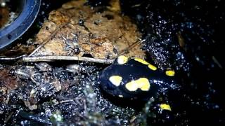 Juvenile Firesalamander hunting at Night ||  Juvenile Feuersalamander jagen Heimchen