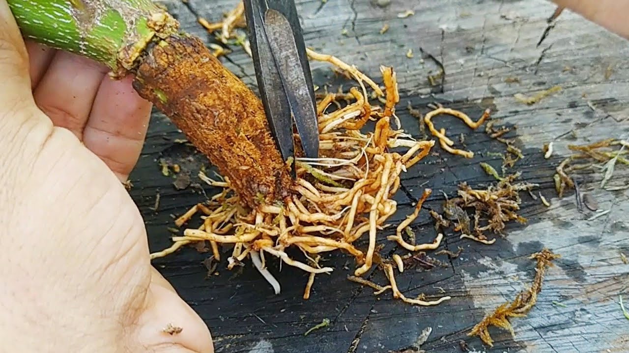 Separación del acodo de Acer palmatum. Formación del nebari