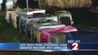More than 30 cats removed from filthy house
