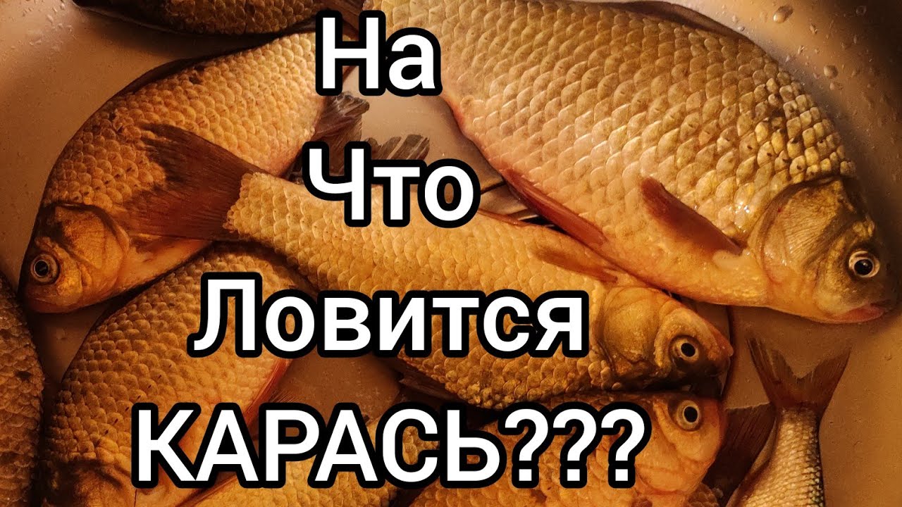 Почему не ловится карась