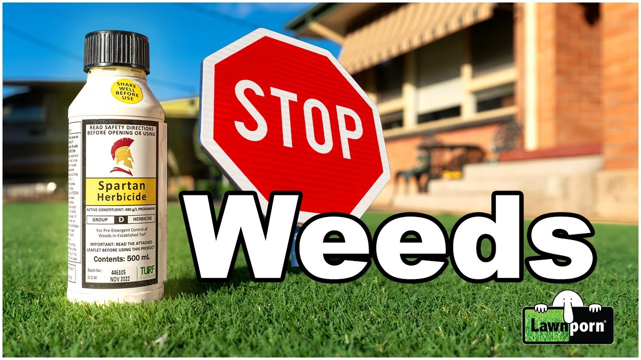 Stop Winter Grass!! You Should Do This Early Autumn