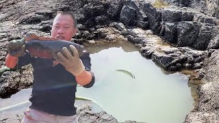 Pankeng won a super large grouper, a rare giant dog shark