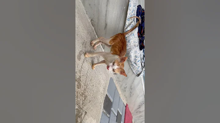 Watch the video about Ginger’s first bath