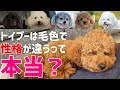 トイプードルの毛色による性格の違いについて
