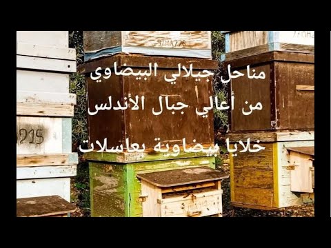 شرح مفصل لجعل منحلك مستقبل لطرود و افضل تقسيمات في نفس المنحل من دون ترحال