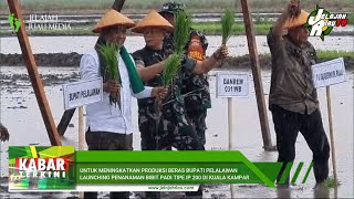 UNTUK MENINGKATKAN PRODUKSI BERAS BUPATI PELALAWAN LAUNCHING PENANAMAN BIBIT PADI TIPE IP 200 KAMPAR