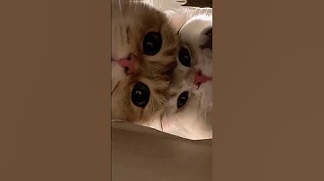 #fypシ #viral #viralvideo #trending #cat #family #tiktok #health #trendingshorts #shorts #shortvideo