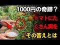 たった1,000円で、トマトが一季節ずっと鈴なりに実る―今すぐ試さないと手遅れ！ | 空海の教え | トマト栽培 | 家庭菜園 | 野菜作り | ガーデニング | 収穫量アップ