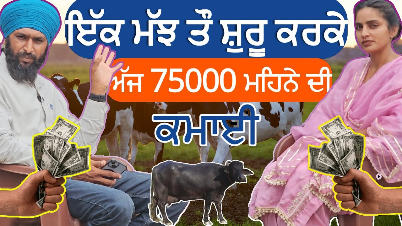 How To Start Dairy Farm! 1 ਮੱਝ🐃 ਤੋਂ ਸ਼ੁਰੂ ਕੀਤਾ FARM!  ਅੱਜ 75000 ਮਹੀਨਾ  ਕਮਾਈ! #dairy #cow