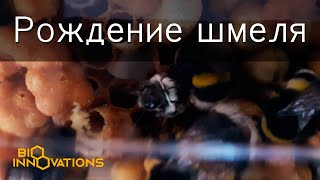 Рождение шмеля (Birth of Bumblebee)