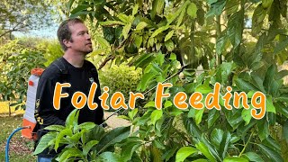 How I Feed My Trees  Foliar Feeding For Beginners