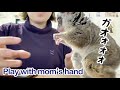 遊ぼう！と飼い主におねだりする甘えん坊なお猿 -Our daily life - Pizzatoru the Bushbaby / ショウガラゴのピザトル