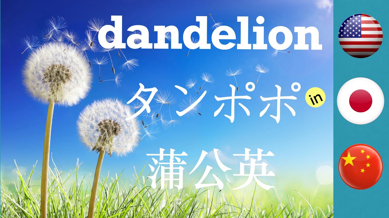 Say Dandelion In English Japanese And Chinese Mandarin タンポポの英語と中国語 蒲公英的英文和日文 Youtube Say Dandelion In English Japanese And Chinese Mandarin タンポポの英語と中国語 蒲公英的英文和日文 Youtube