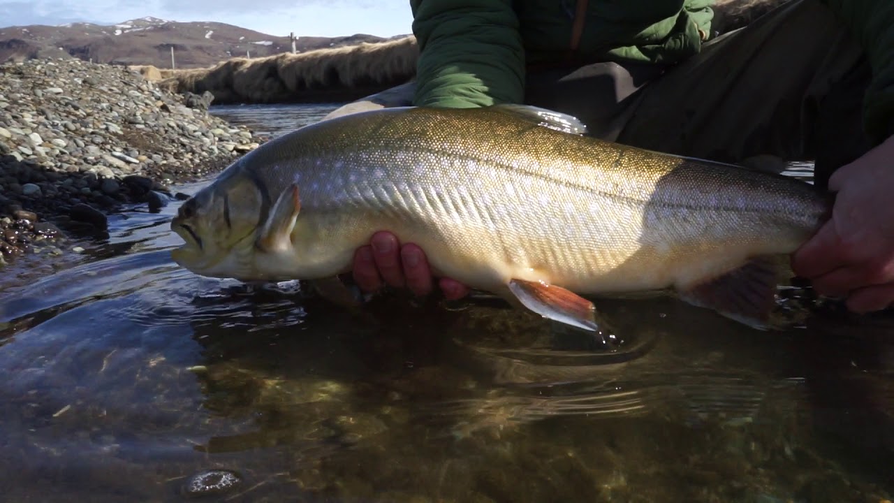 Villimenn Varmá í Hveragerði Vorveiði 2018 YouTube