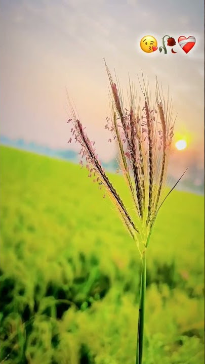 whistle ringtone and love whistle with natural #bestplace #whistle #love #ringtone