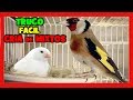 TRUCOS para la CRIA de MIXTOS DE JILGUERO Y CANARIA 🐤 COMO CRIAR MIXTOS DE JILGUERO Y CANARIA 1