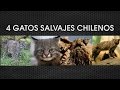 4 gatos salvajes chilenos