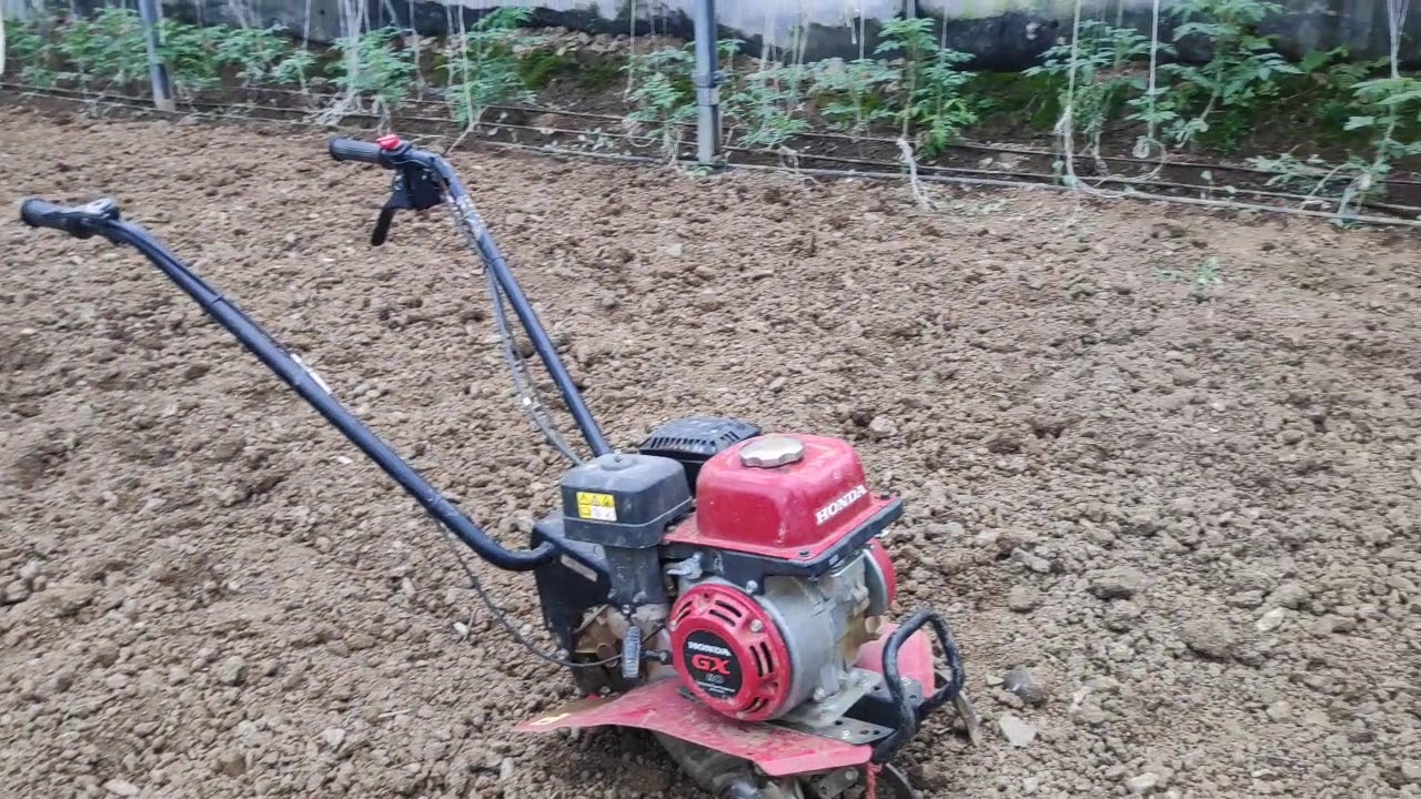 Polyhouse farming 2019 ( Spring onion farming) - YouTube