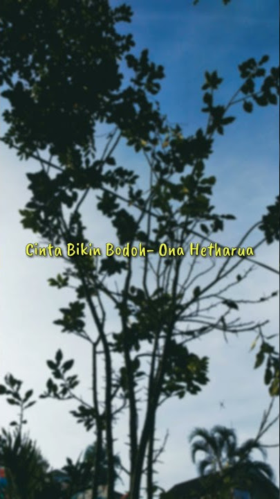 Cinta Bikin Bodoh-Ona Hetharua || Story Wa