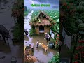 ADA BABI HUTAN AYO CEPAT MASUK KEDALAM RUMAH‼️😱