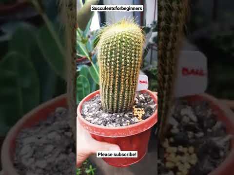 Video: Golden Star Cactus Care – Parodijos auksinės žvaigždės augalo auginimas