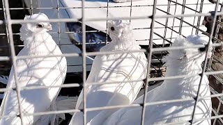 картинка: 2.ч.🕊️Выставка-ярмарка🕊️голубей 🦜🐓🐰🦆// 29.09.2025. Г.Автор. И организатор. Минин.С.В.🎥🇷🇺🤙🕊️👍