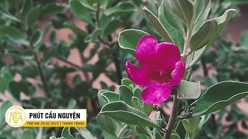 Phút Cầu Nguyện, Thứ Hai 20/02/2023: Trở Về Với Mùa Xuân