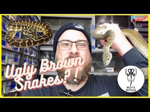 Why I Love Papuan Carpet Pythons! - no. 166