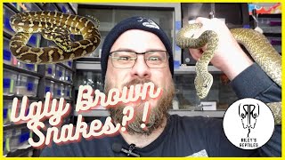 Why I Love Papuan Carpet Pythons! - no. 166 Net Worth