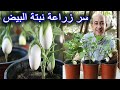How To Grow White Eggplant Aubergine How To Grow White Eggplant Aubergine